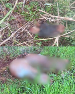 Abigeos faenan una vaca y abandonan restos a pocos metros de una ruta