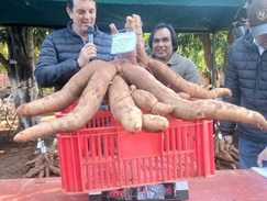Productor de Itapúa se impone en la Fiesta de la Mandioca con un ejemplar de 13,4 kilos