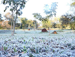 Alerta por heladas: anuncian las primeras escarchas del año y mínimas de hasta 1°C