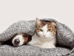 Recomiendan reforzar los cuidados de las mascotas ante el descenso de las temperaturas