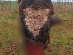 Sospechan de un jaguareté tras ataques a animales en Tomás Romero Pereira