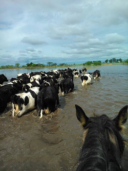 Ganaderos de Itapúa toman medidas para mitigar el impacto del fenómeno de El Niño
