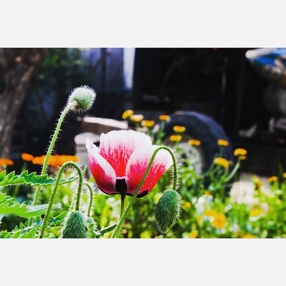 Nature