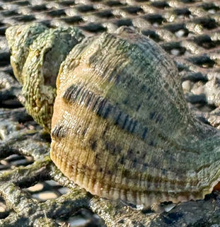 Driller Snail