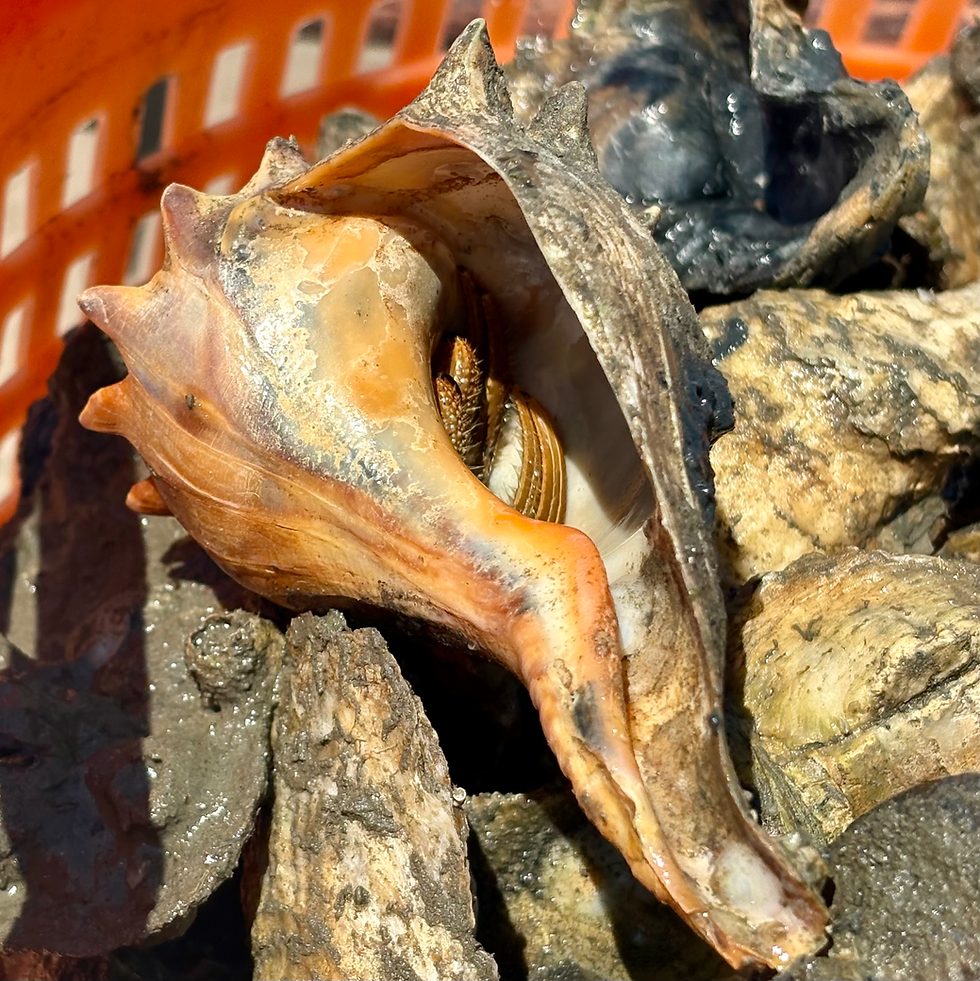 An aquatic hermit crab occupies an old whelk shell