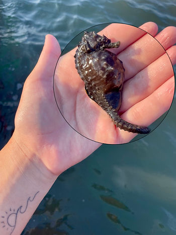 LOC's Aubrey Moore spent a lot of time on the farm this summer and this extra time increases the odds of coming across unique critters.