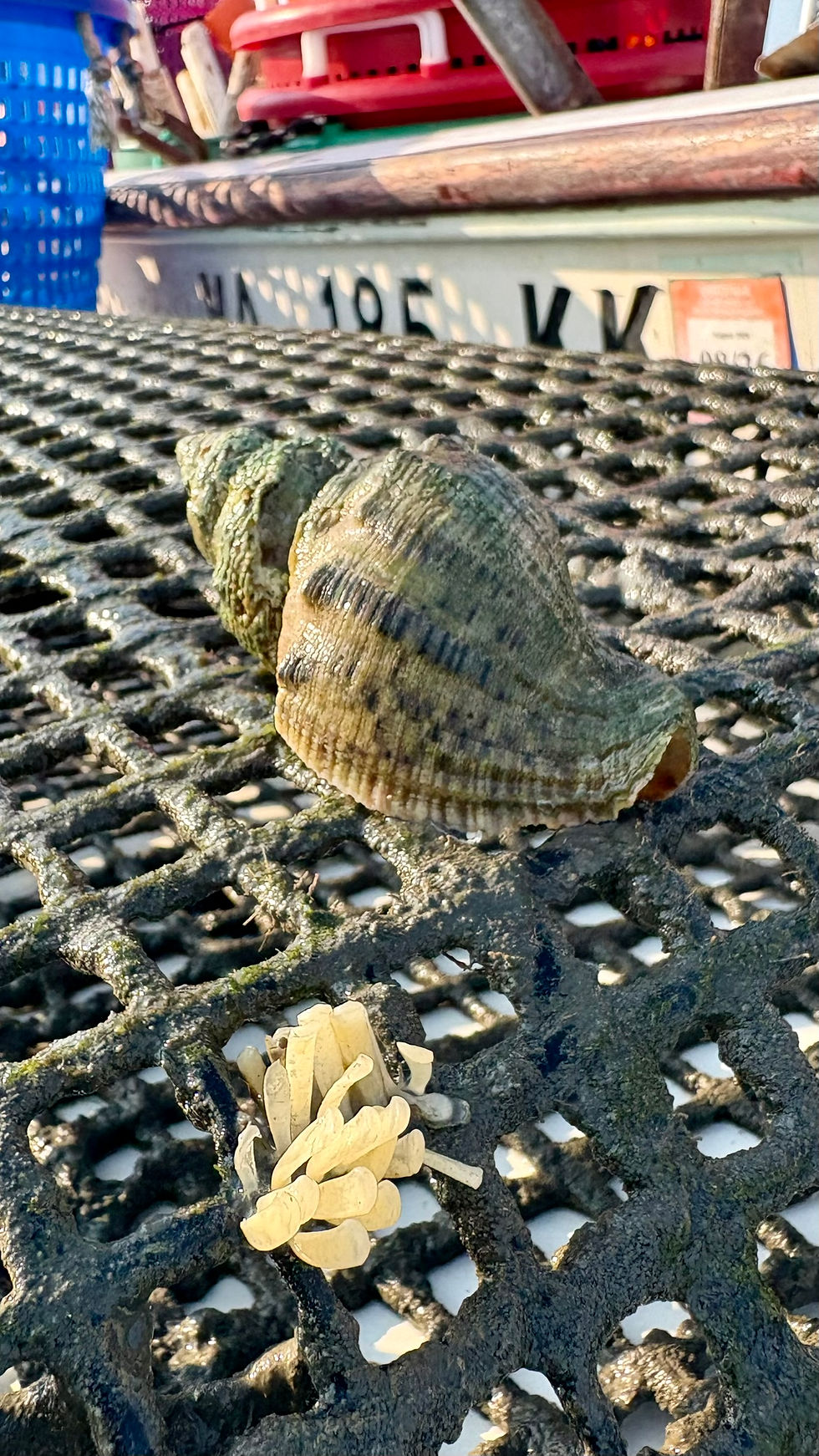Another predatory snail, the Common Whelk was likely drawn to this grow-out bag. At over 3-inches, it is much too big to enter the grow-out bag. The eggs of driller snails (foreground) are strategically laid by the snails in and around the enclosures so their young do not need to go far for a meal.