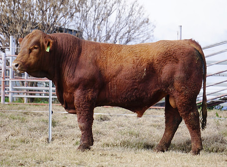 Lot 22 - ZJMPQ002.jpeg