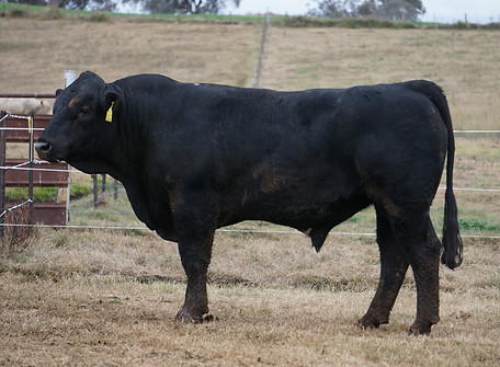 Lot 7 - ZIJPQ048.jpeg