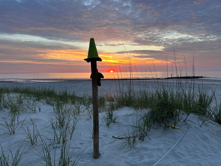 Nesting has Begun on Hunting Island!!!
