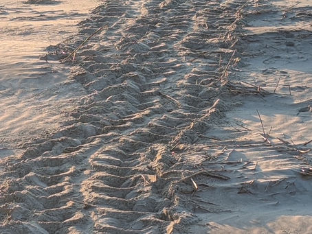 Mother Nature has a Sense of Humor