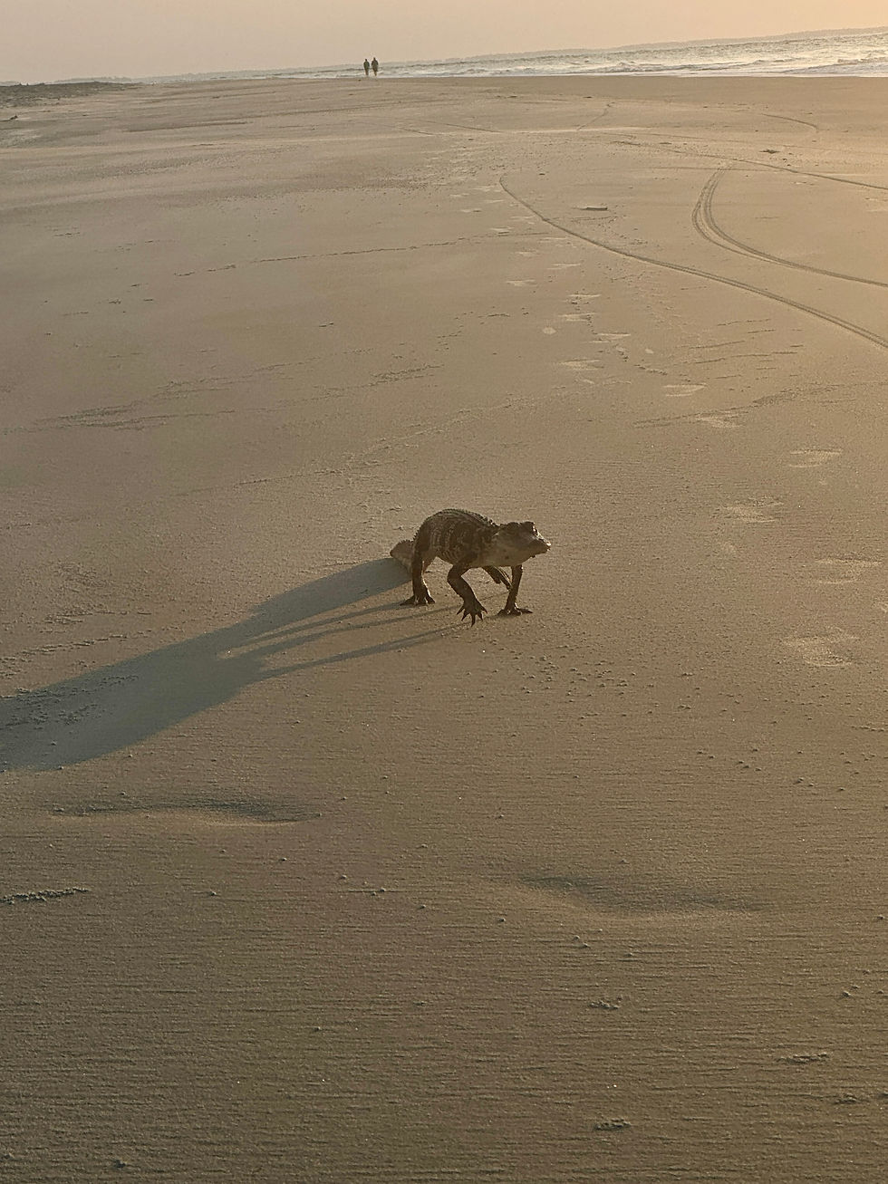 Alfie takes a stroll.