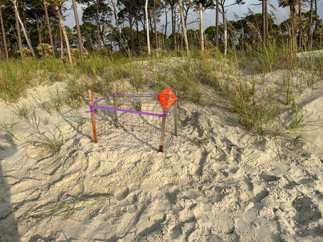 Nesting season continues after a brief pause....