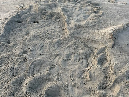 Each Turtle Track is Unique and Tells a Story