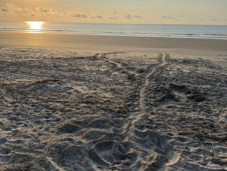 If you need us, we will be down on the beach tracking turtle nests!