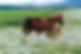 horse
