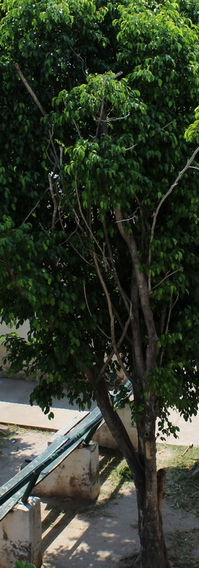 IMG_4152 (Copiar).JPG