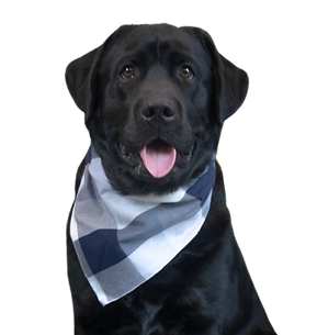 brody2-removebg-preview.png