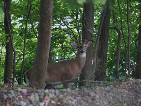 Bow Hunting the Rut: A Whitetail Deer Hunter’s Ultimate Guide