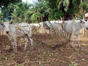What types of livestock are present in Nigeria, and what do they produce?