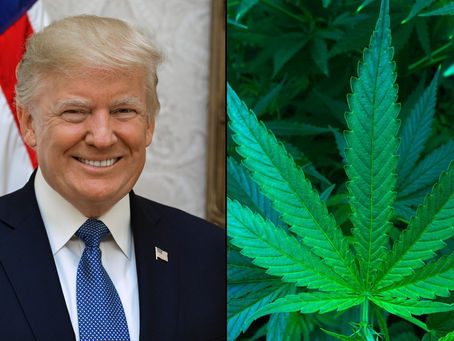 Trump Admits Marijuana Is A ‘Pretty Popular Thing’ Even As He Argues It ‘Does Damage’