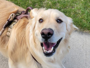 Why Busy Professionals Hire Dog Walkers (And Why Your Dog Will Thank You!) 🐾