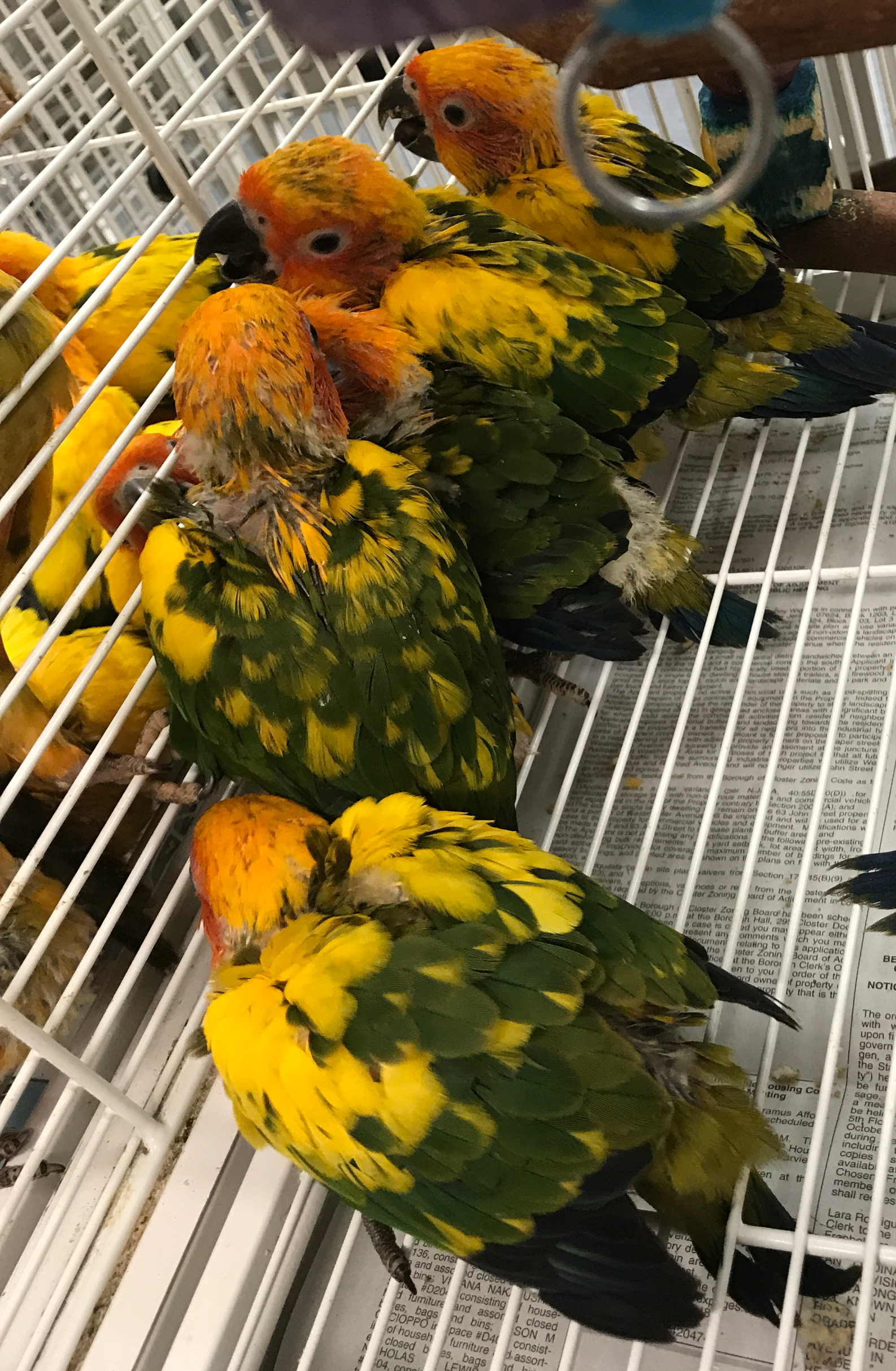 Sun Conures