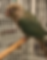 Thumbnail: GREEN CHEEK CONURES