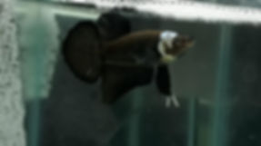 BLACK MAMBA