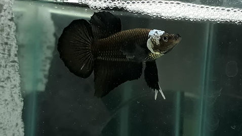 BLACK MAMBA