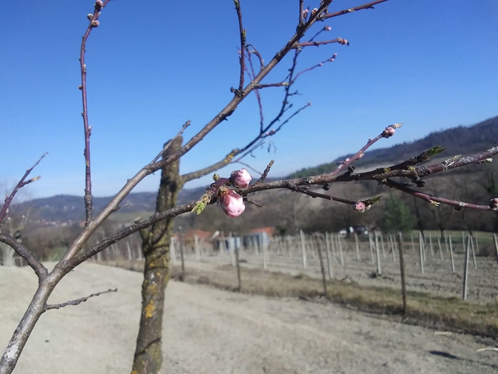 E' arrivata primavera
