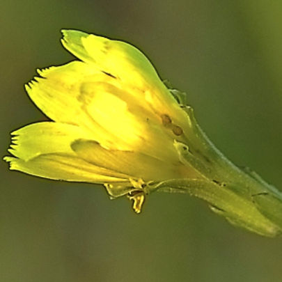 flower in the backyard