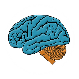 Brainstem3.png