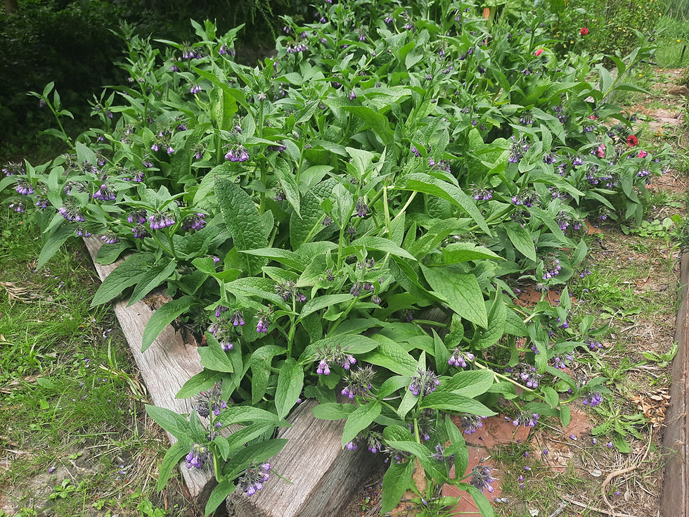 Thumbnail: Comfrey plant