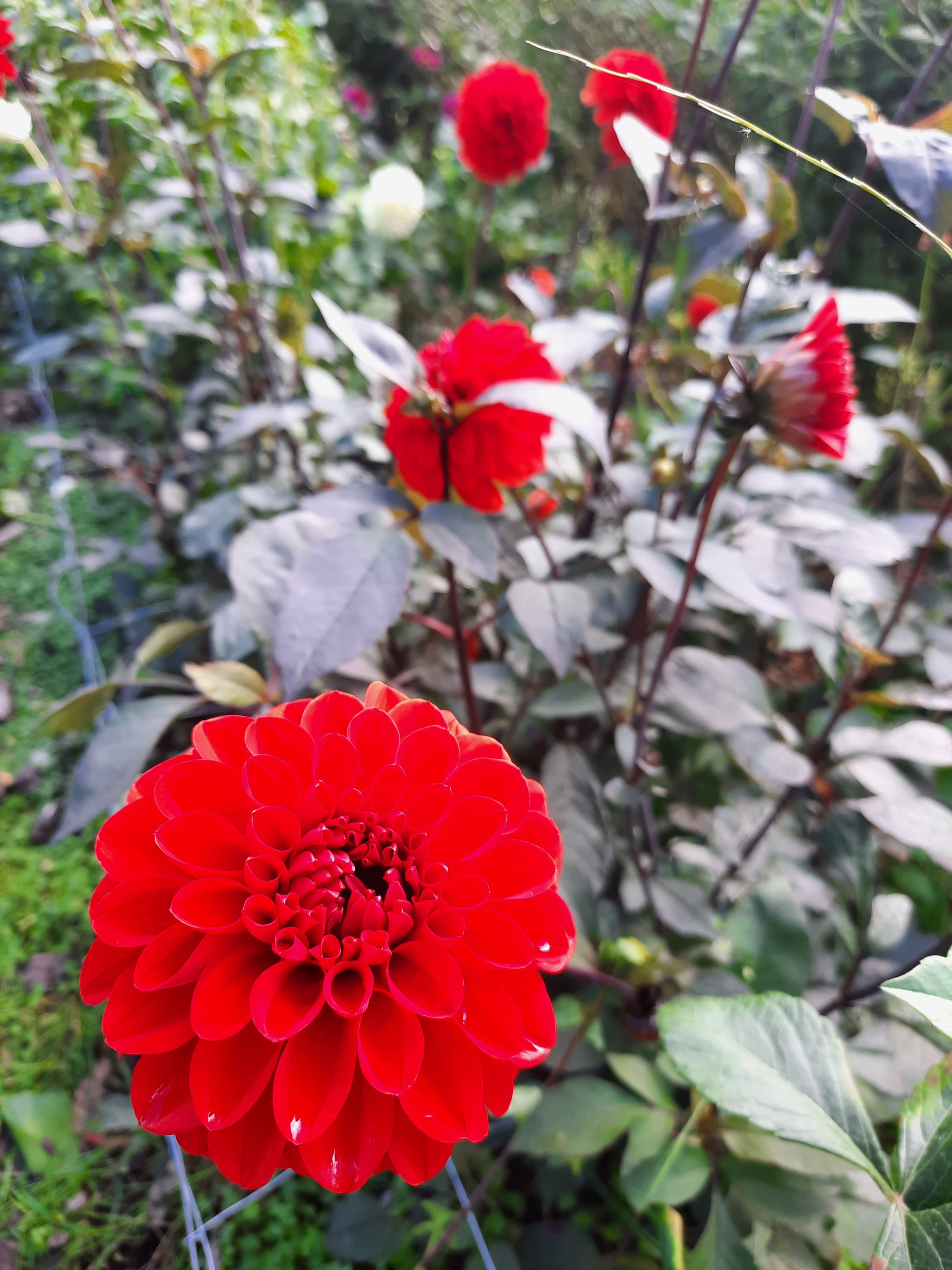 Unnamed red dahlia