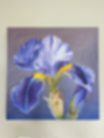 Iris