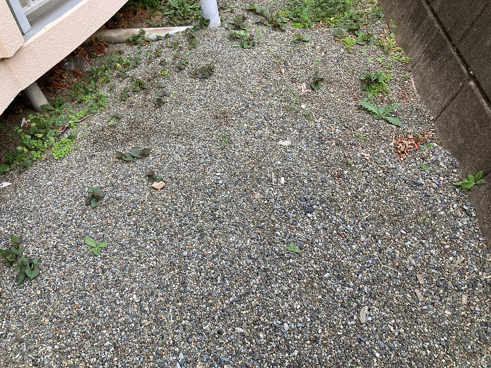 妻からの質問 「雑草に除草剤をまいても枯れるものと枯れないものが出るのはなんで?」