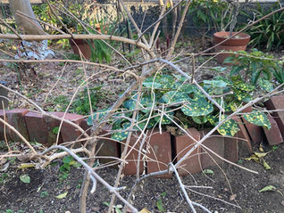 植木屋がよくされる質問「一般の人とプロの剪定は何が違う？」 