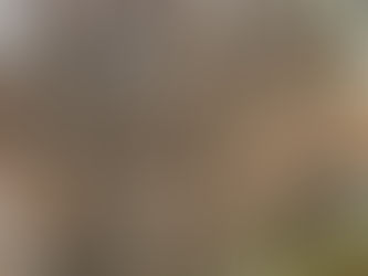 近くの植栽（コニファー）が冬場に枯れているけど、なんでなの？