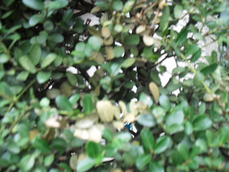 柘植の木が突然枯れてきた: 枯れそうな木の復活方法 – MICJT