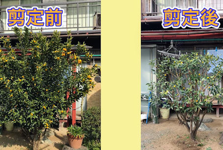 キンカンの剪定前後