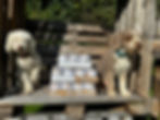 zwischen zwei Hunden stehen 30x 800g Dosen Hundefutter gemischt