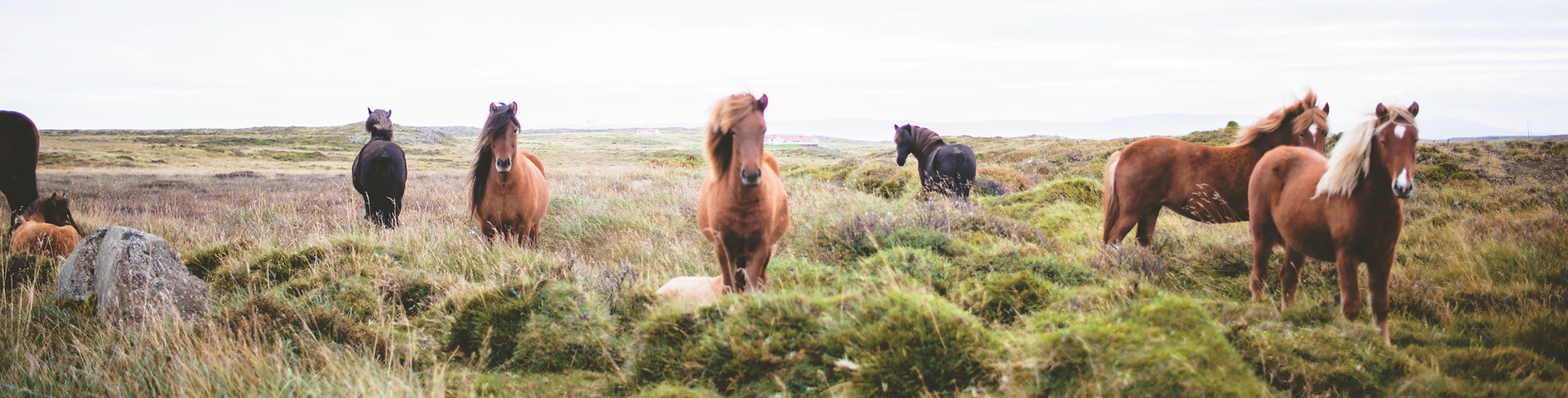 Wild Horses on the Prarie