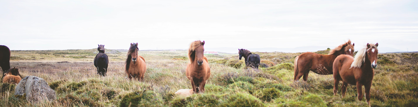 Horses In Field