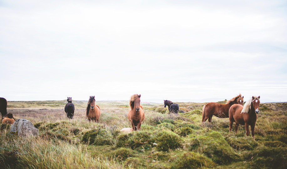 Prarie上の野生の馬