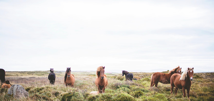 Wild Horses op de Prairie