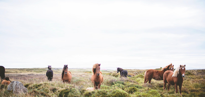 Wild Horses op de Prairie