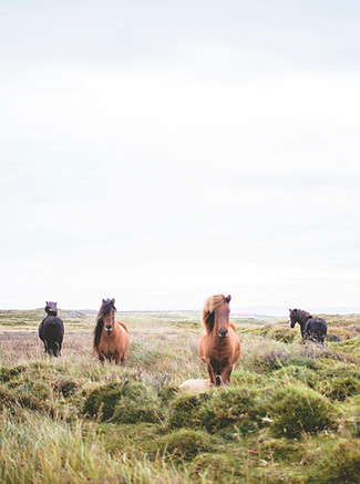 Wild Horses on the Prarie