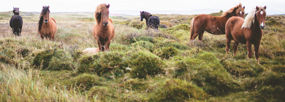 Horses in grassy field