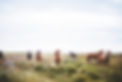 Wild Horses on the Prarie